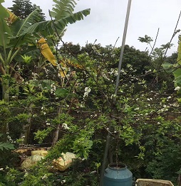 1520585865361047.jpg 2李子樹1.jpg