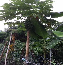 1520585895160192.jpg 3木瓜樹 (1).jpg