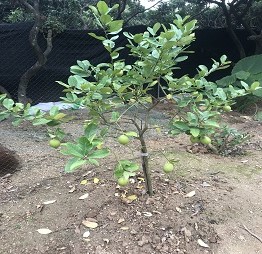 1520586092273150.jpg 10檸檬.jpg