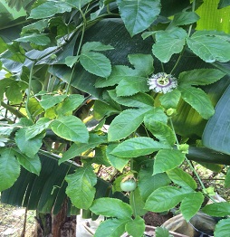 1520586106288597.jpg 261955634.jpg