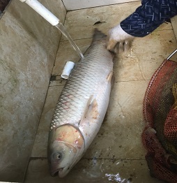 3燉魚(yú)1.JPG