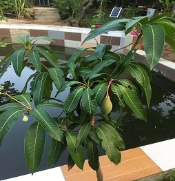 1525418683123113.jpg 芒果.jpg