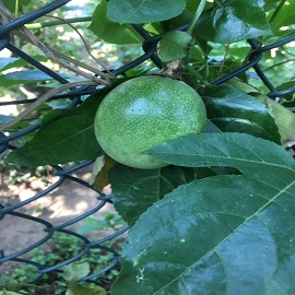 1534385650393617.jpg 百香果,果樹區(qū),放在百香果樹后面(前面的百香果樹改成百香果).jpg