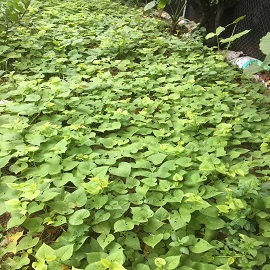 番薯，菜園區(qū)的番薯換成這一張.jpg