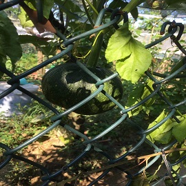 南瓜，菜園區(qū)的兩張南瓜圖片，第一張不要了，第二張放第一，這張放第二.jpg