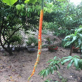 蛇瓜，菜園區(qū).jpg