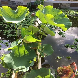 荷花2，魚(yú)塘區(qū)兩張荷花中第一張刪掉，第二張變第一張，這張是第二張.jpg